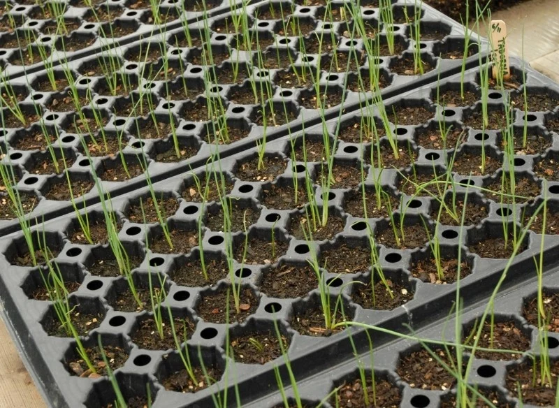 Przycinanie pora podczas rozsady sprawi, że urośnie duży i gruby