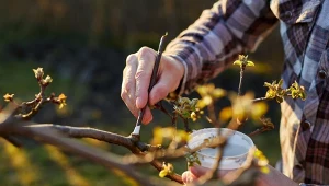 Drzewa i krzewy owocowe po wiosennym cieciu należy zabezpieczyć maścią lub emulsją.