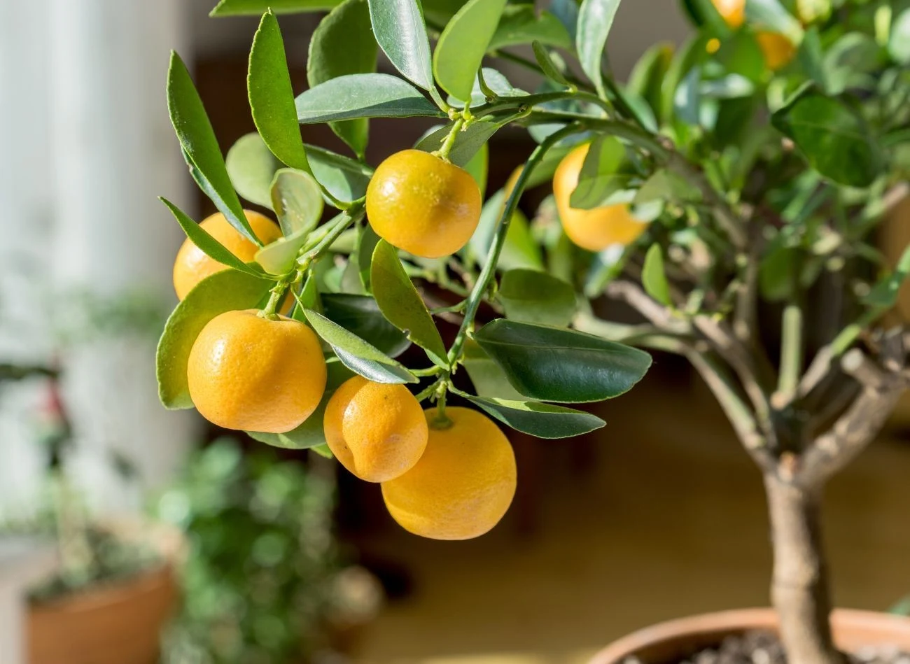 Drzewka w donicach wymagają od nas nieco innej pielęgnacji niż te, które rosną w ogrodzie