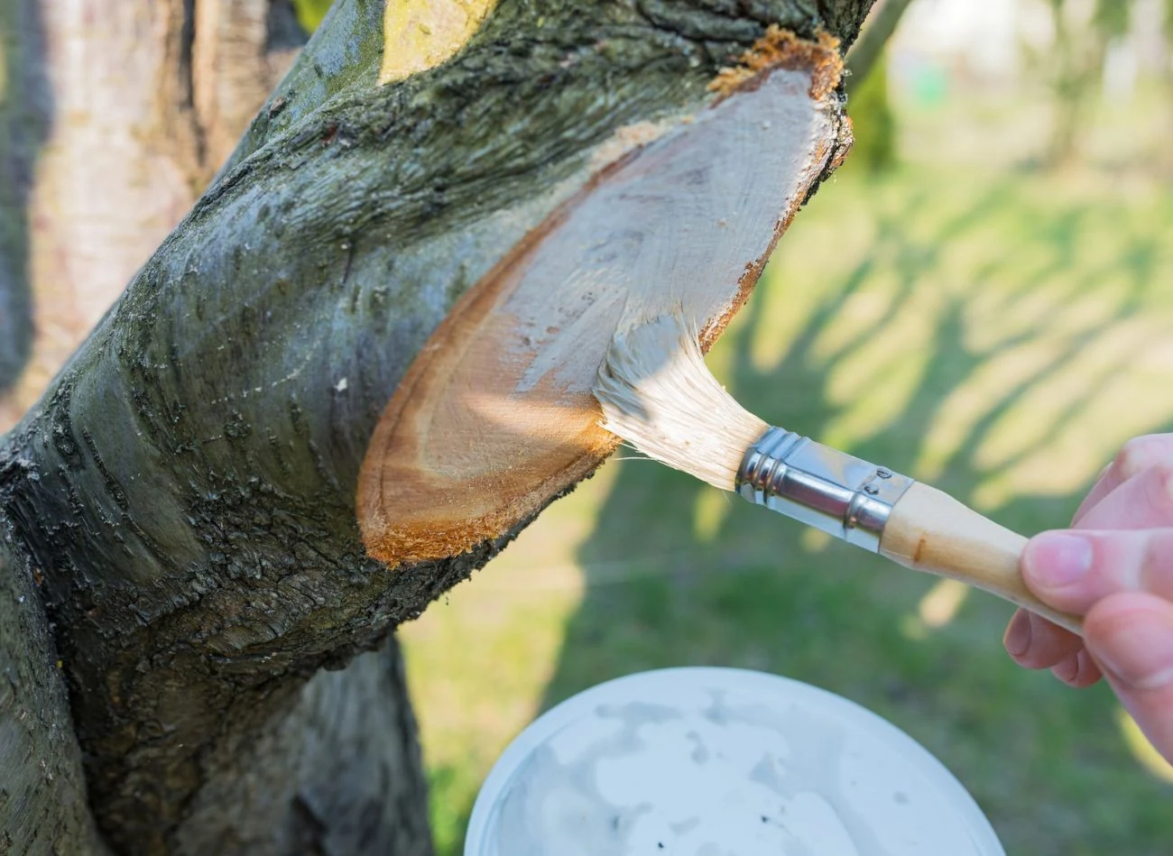 Zabezpieczenie ran po cieciu drzew ochroni rośliny przed rozwojem groźnych chorób.
