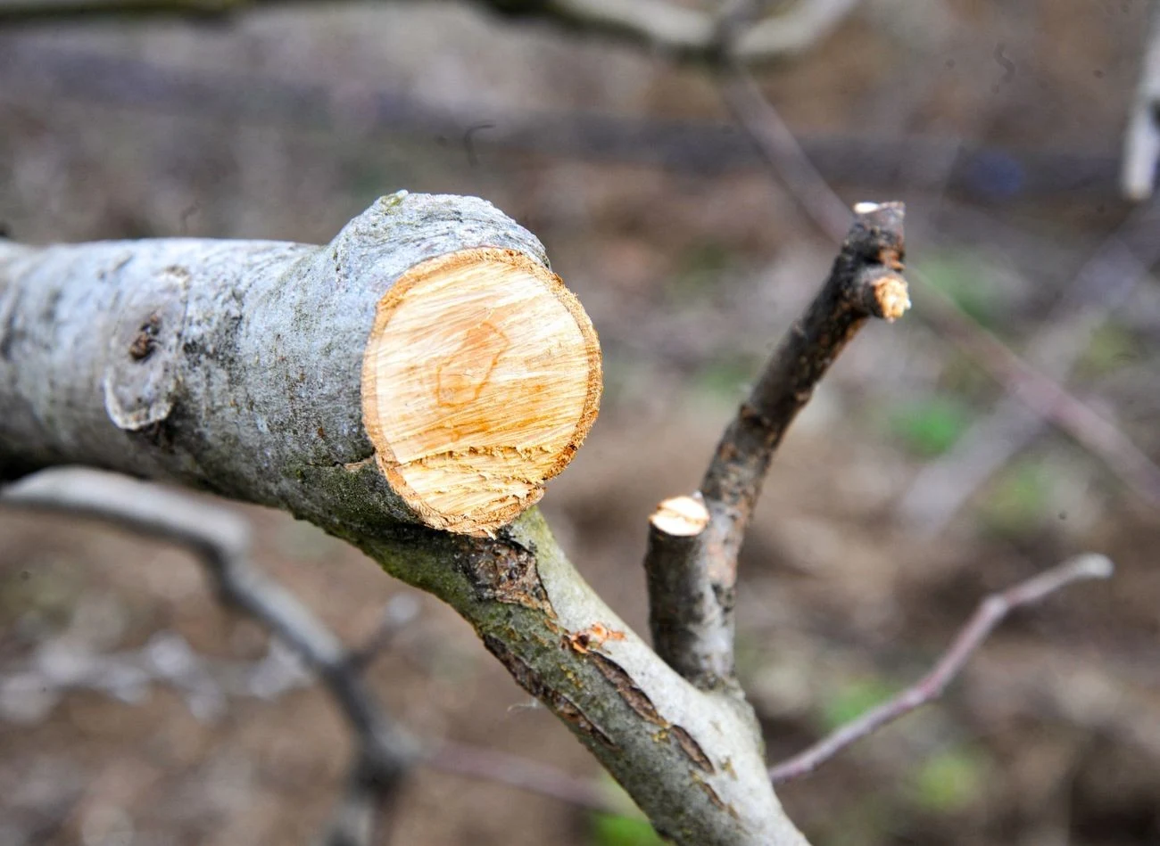 Przygotowanie maści ogrodniczej, bezpiecznej dla przyciętych drzew i krzewów, nie jest rudne.
