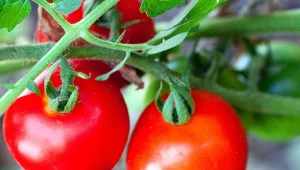 Naturalne nawozy z alg i wodorostów. Sposób na zdrowe i duże owoce