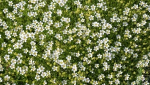 Karmnik ościsty to jedna z najlepszych alternatyw dla trawnika.