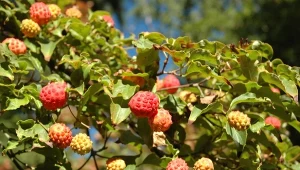Dereń głowiasty to oryginalny i rzadko spotykany w ogrodach gatunek.