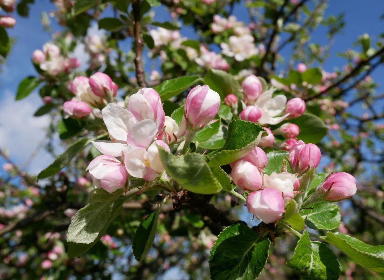 Nawozy z alg czy wodorostów stymulują wytwarzanie kwiatów i żywotność pyłku