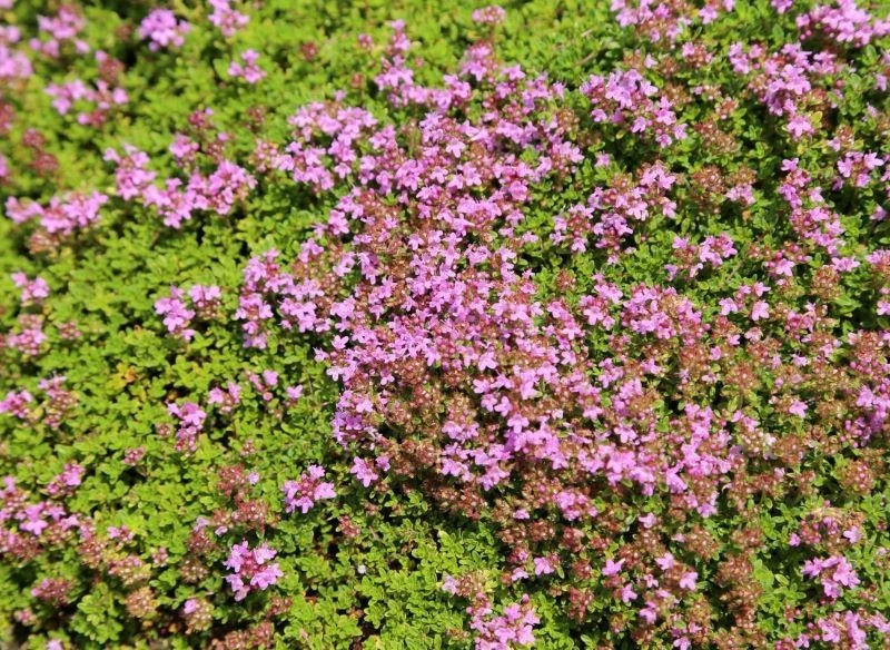 Macierzanka piaskowa jest odporna na deptanie