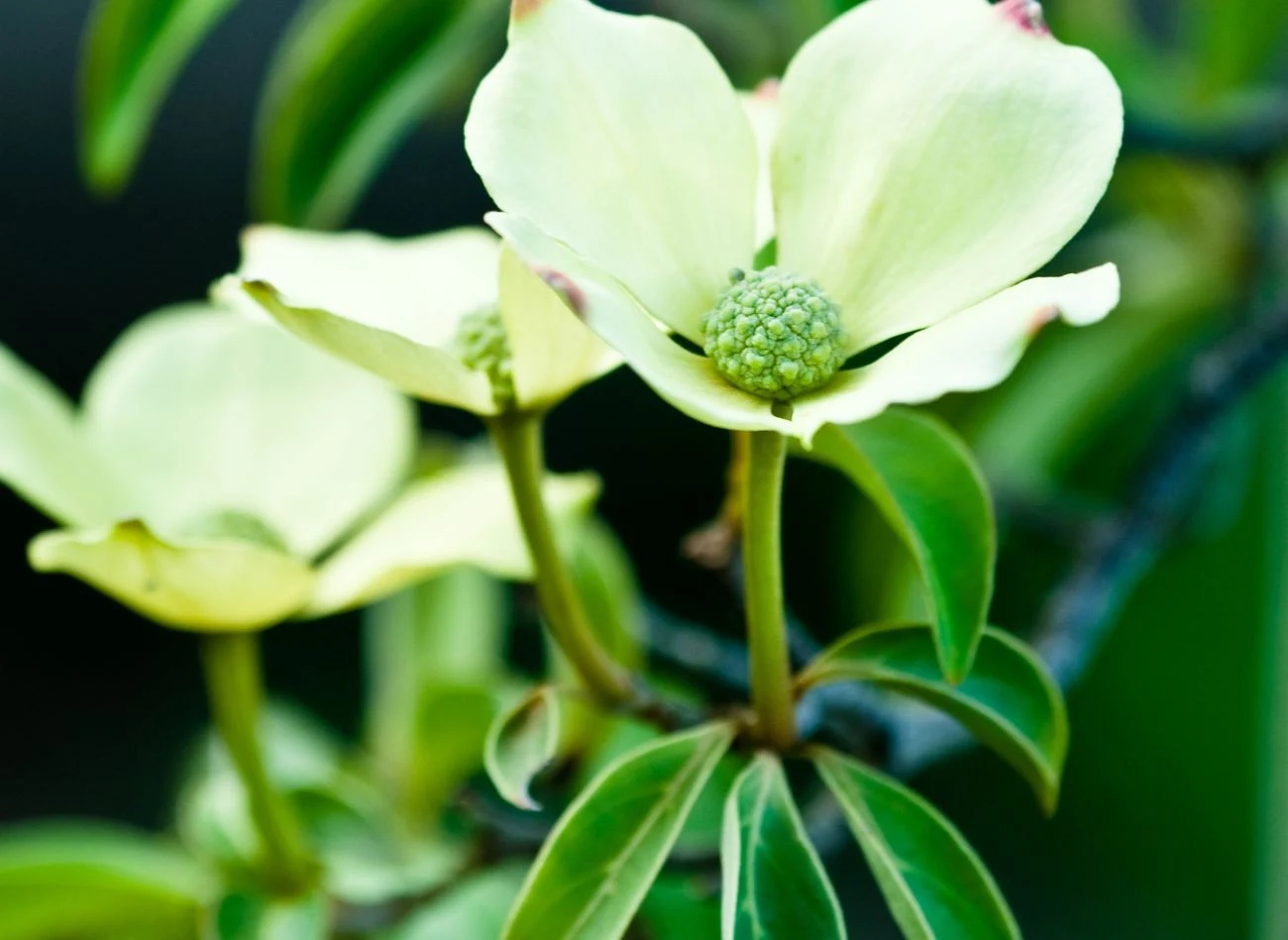 Największą ozdobą derenia głowiastego są kwiaty.