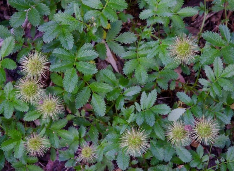 Acena drobnolistna może być uprawiana zamiast trawnika