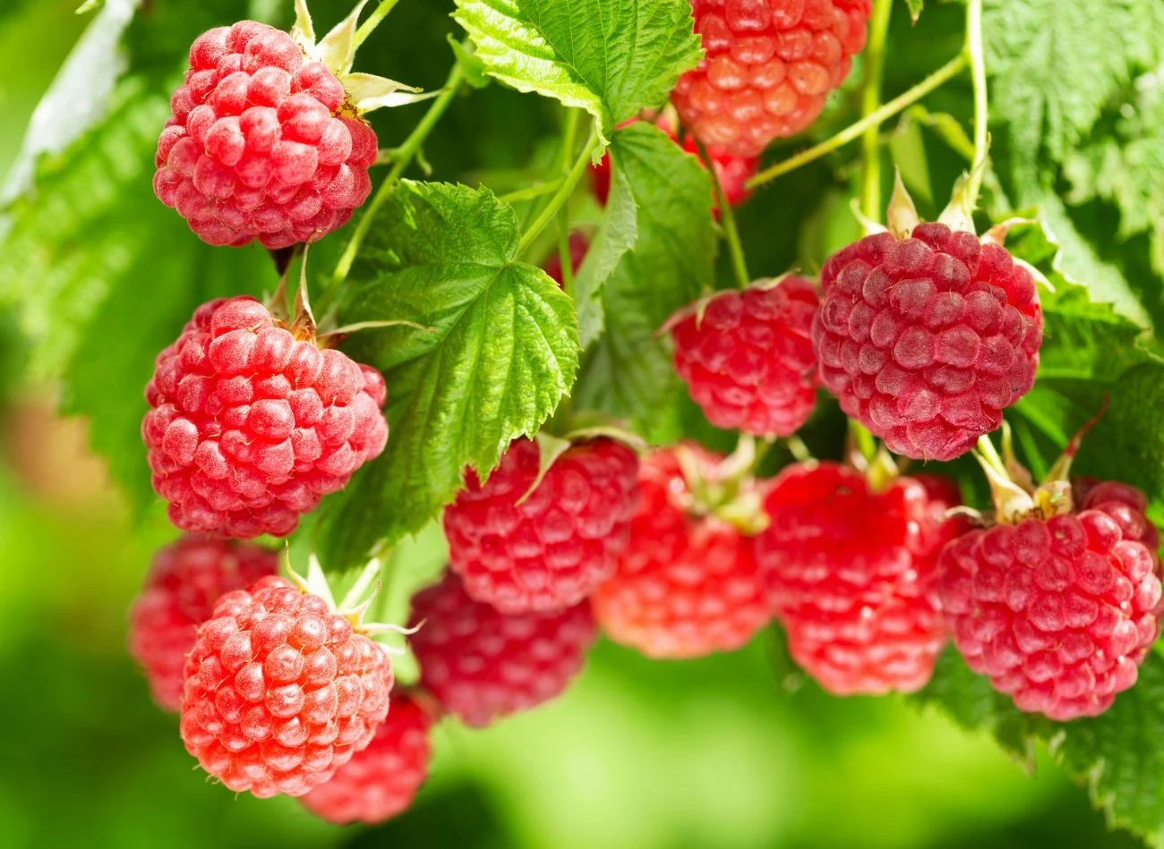 Teoretycznie nawozy z alg i wodorostów z powodzeniem mogą być stosowane do wszystkich roślin. Są naturalne i bezpieczne.