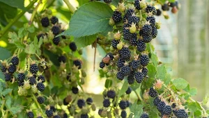 W marcu pamiętaj o pielęgnacji jeżyny bezkolcowej. Wyda mnóstwo soczystych owoców