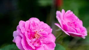 Róża damasceńska (Rosa × damascena) – odmiany, uprawa i zastosowanie