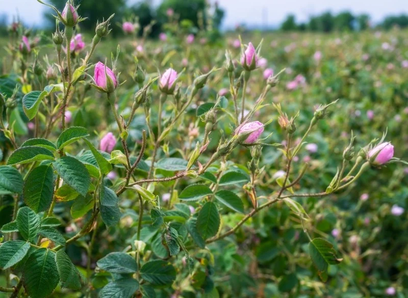 Wyróżnia się odmiany róży damasceńskiej letnie oraz jesienne