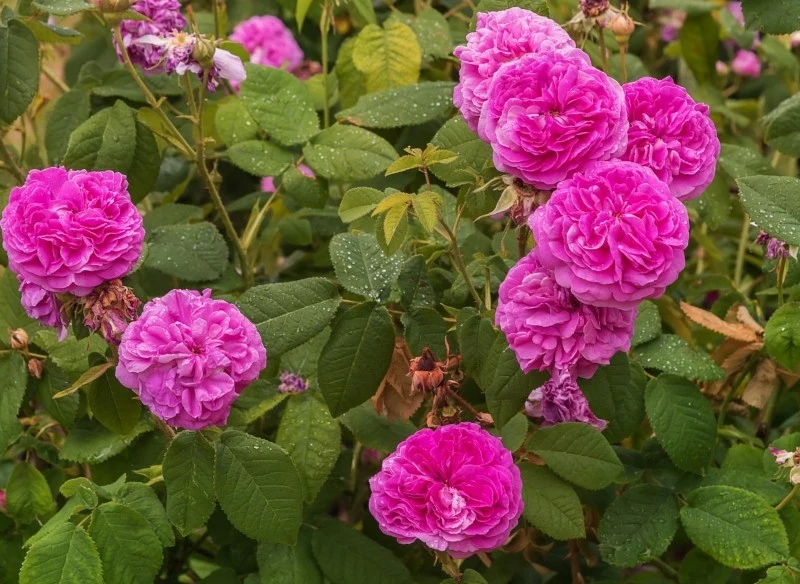 Róża damasceńska najlepiej się czuje w miejscach słonecznych, ale osłoniętych przed wiatrem