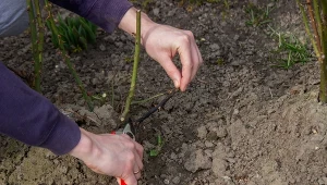 Jak przycinać róże, by miały zgrabny pokrój?