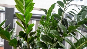 Sprawdź, czym nawozić zamiokulkasa po zimie, aby wypuścił mnóstwo nowych liści.