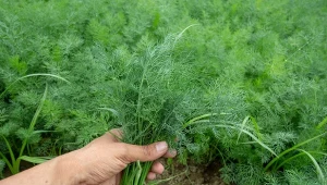 Sposób siewu, a także pielęgnacja kopru ogrodowego wpływa na jego plonowanie.