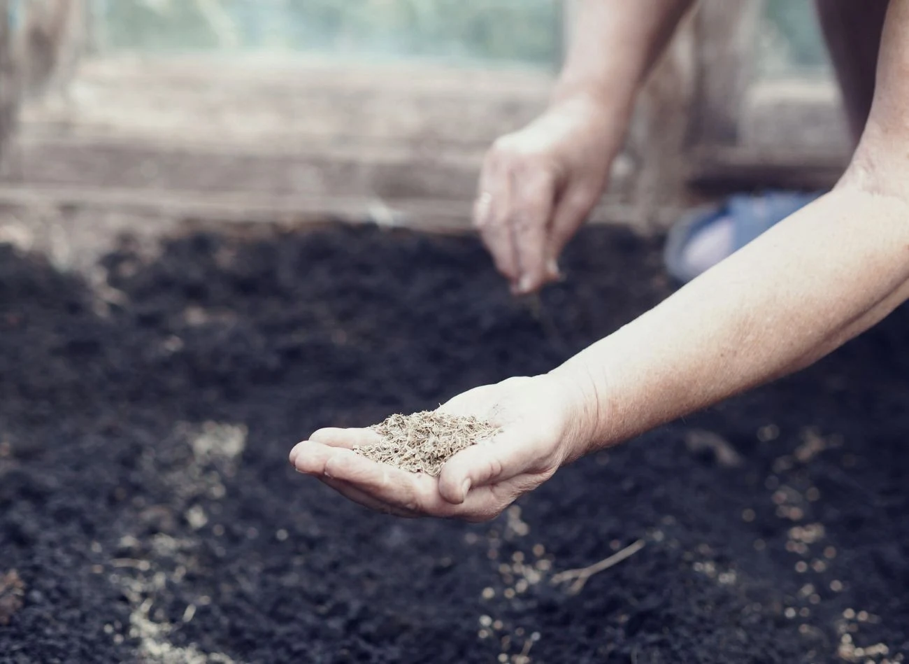 Po siewie, który trzeba powtarzać regularnie, koper należy obficie podlać.