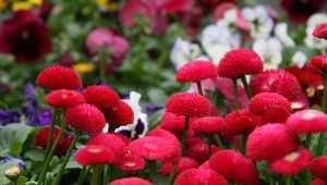 Kwitną od wczesnej wiosny do później jesieni. Ciekawe odmiany i uprawa stokrotek