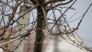 Kiedy pryskać drzewa owocowe środkiem miedziowym?