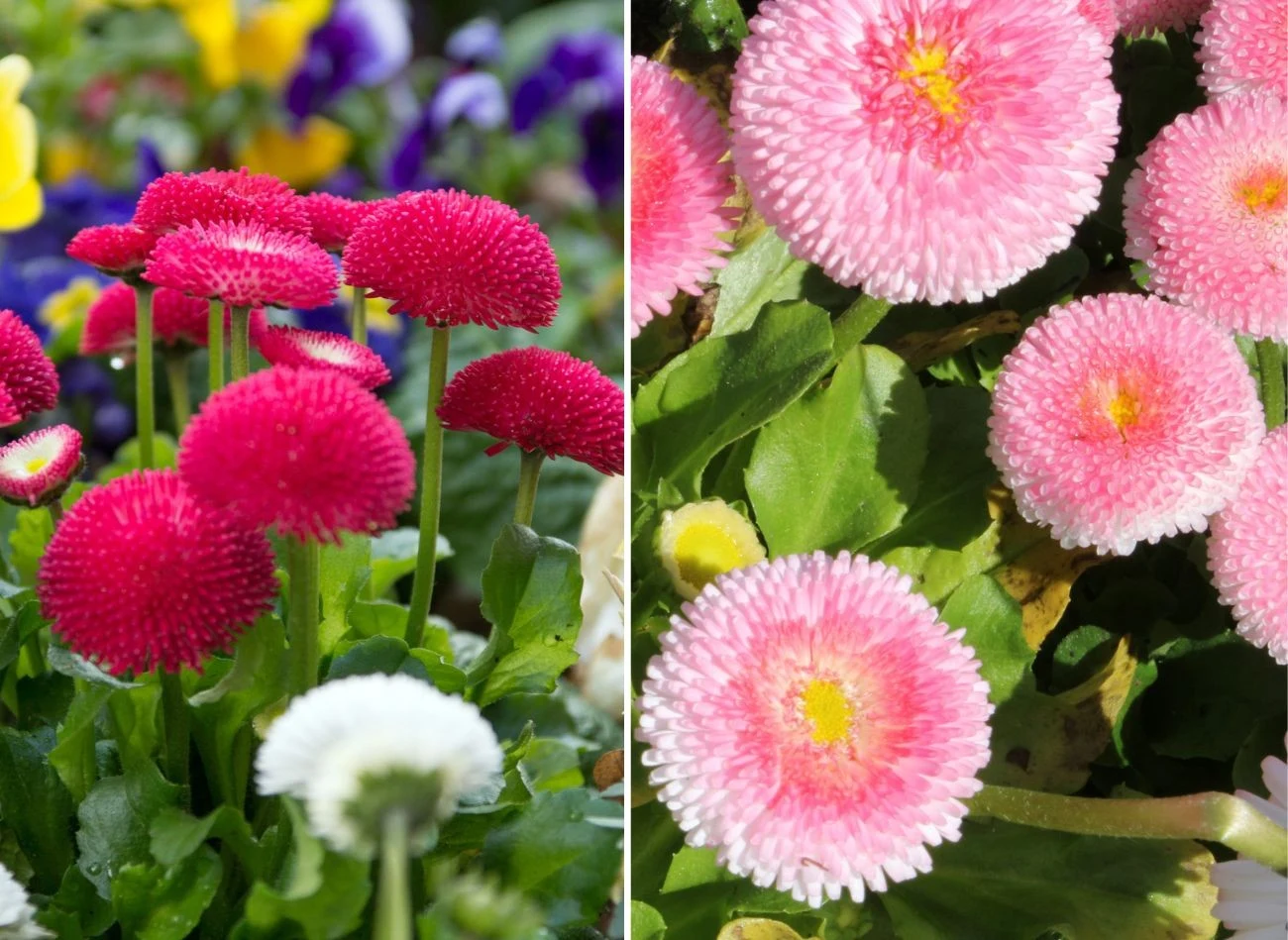 Stokrotka występuje w wielu ciekawych odmianach, które różnią się kolorem i pokrojem płatków. Fot.mariok/baltines