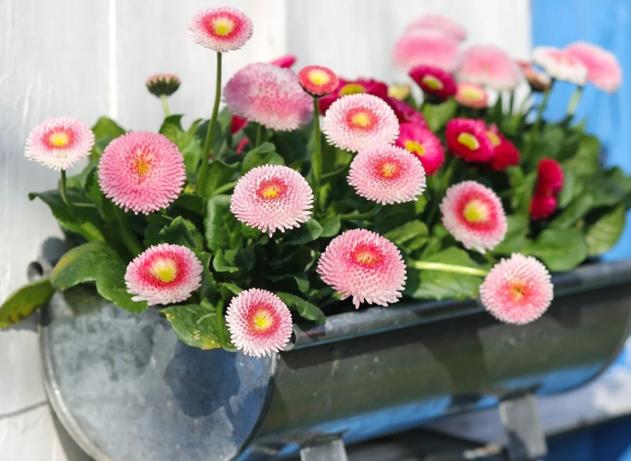 Stokrotka idealnie nadaje się do uprawy doniczkowej.