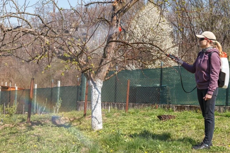 Opryski preparatami na bazie miedzi trzeba realizować zgodnie z zaleceniami producenta i zachowaniem niezbędnych środków ostrożności