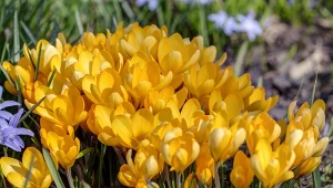 Krokusy złociste kwitną już w marcu, tworząc w ogrodzie kolorowe dywany.