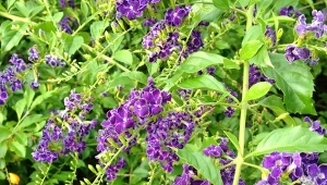 Kwitnie od maja do jesieni, potem owocuje. Duranta repens – oryginalny krzew do ogrodu