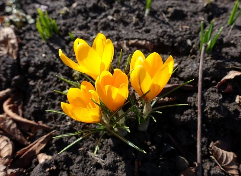 Krokusy złociste preferują stanowiska słoneczne oraz żyzną, przepuszczalną glebę
