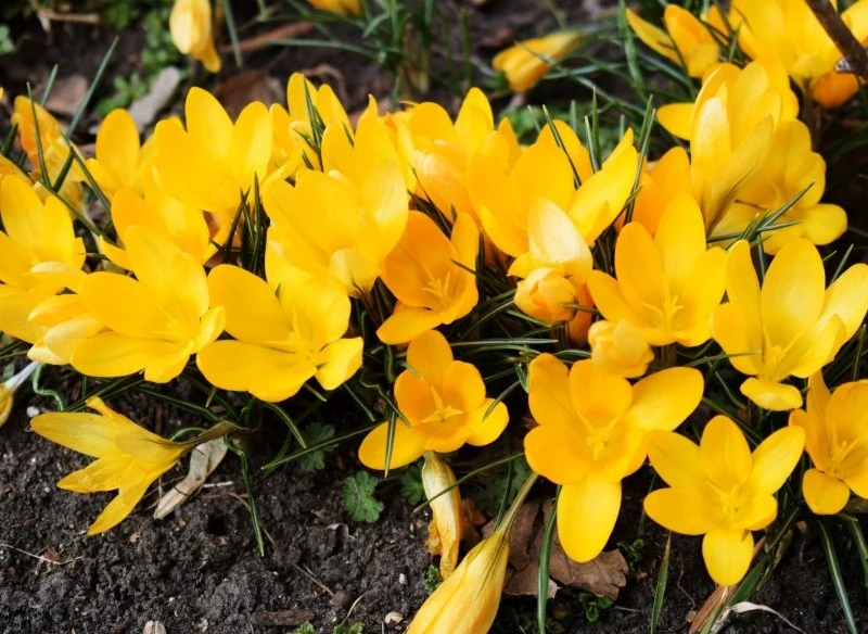 Po kwitnieniu liście krokusów należy pozostawić do całkowitego zaschnięcia