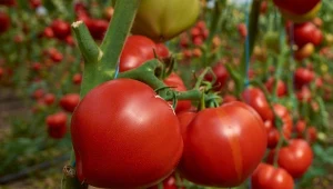 Nowe odmiany pomidorów. Pod osłony i pod gołe niebo