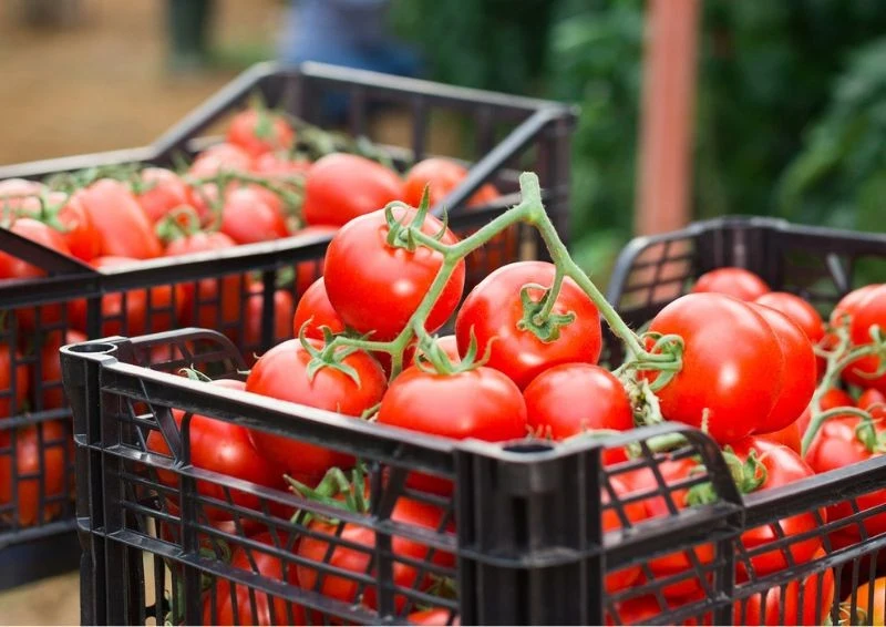 Nowe odmiany pomidorów przeznaczone są zarówno do uprawy w polu, jak i po osłonami