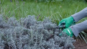 Wczesnowiosenne cięcie lawendy decyduje o jej zdrowym wzroście i bujnym kwitnieniu w sezonie.