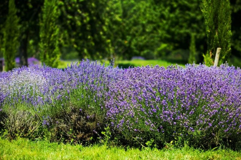 Warto przyciąć lawendę po zimie, aby obficie zakwitła latem