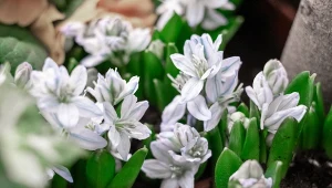 Puszkinia cebulicowata zaczyna kwitnąć już w marcu, a jej kwiaty można podziewiać przez ok. 5 tygodni.