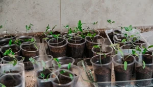 Jeśli chcesz wyhodować mocne i grube sadzonki, przygotuj domową odżywkę.