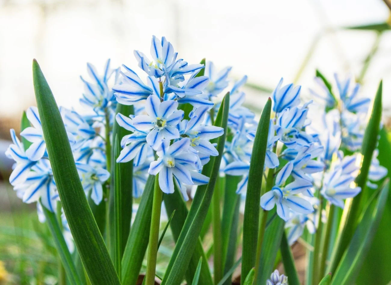 Puszkina lubi słoneczne stanowisko i żyzną glebę.