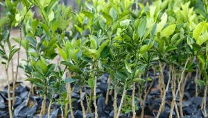 Jak rozpoznać, że sadzonki są dobrej jakości? To zadanie proste, jeśli wiesz, na co zwracać uwagę przy zakupie.