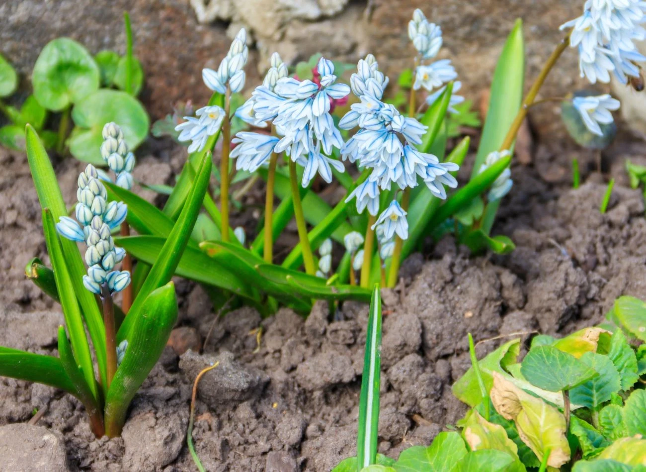 Puszkinia jest jedną z pierwszych wiosennych ozdób ogrodu. Można ja sądzić również w donicach.