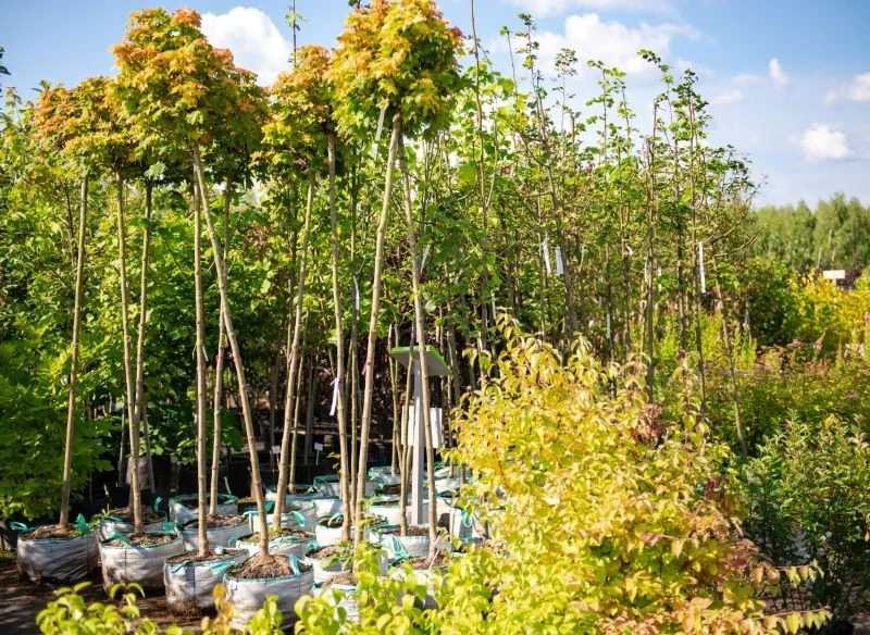 Sadzonki w sklepach ogrodniczych to zwykle wysokiej jakości materiał kwalifikowany