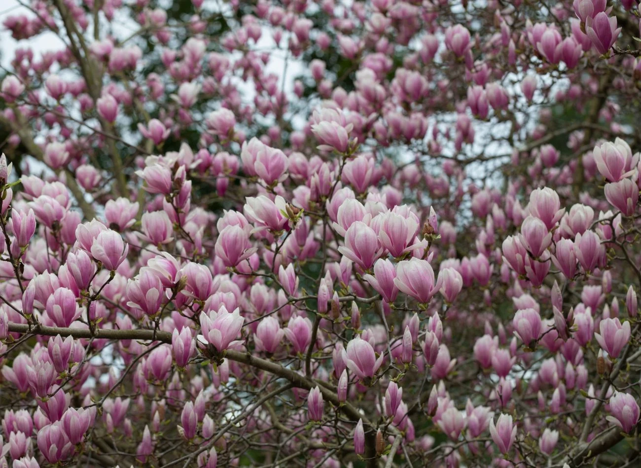 Magnolia obsypie się kwiatami, pod warunkiem, że dostanie odpowiednio nawiziona.