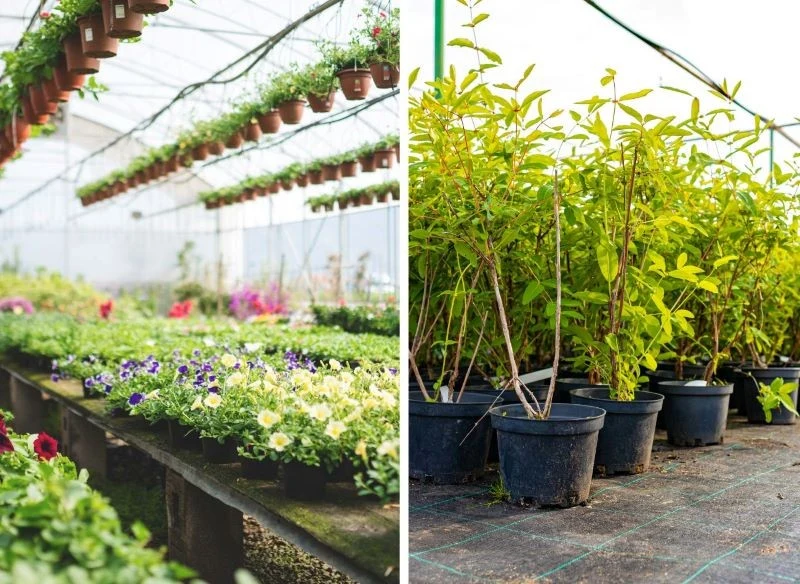 Zwracaj uwagę nie tylko na wygląd roślin, lecz także na etykiety wybieranych okazów