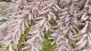 Tamaryszek (Tamarix) to idealny krzew na suchą i zasoloną glebę.