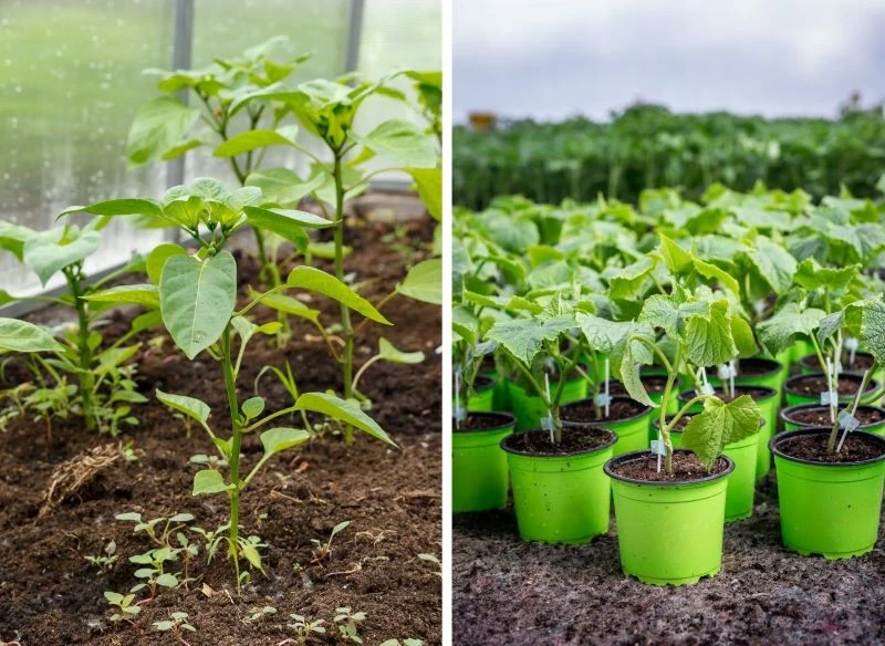 Ciekawą opcją jest kupowanie sadzonek prosto z ziemi