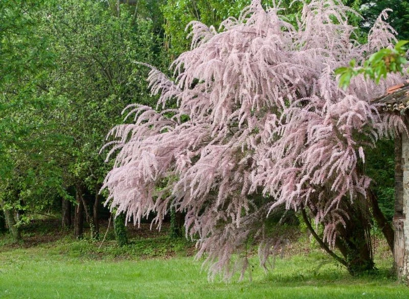 W polskich ogrodach uprawiamy 3 gatunki tamaryszków