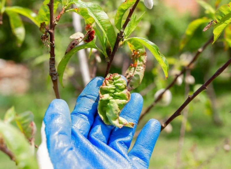 Choroby borówki oraz innych krzaczków owocujących rozwijają się szybko, a objawy na pędach lub liściach to dowód, że z rośliną jest już naprawdę ki...