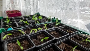 Papryka wschodzi dość długo, ale czas ten można znacznie skrócić.