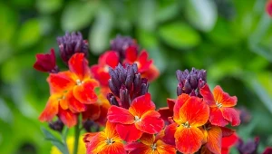 Lak pospolity (Erysimum cheiri) – odmiany, uprawa i zastosowanie