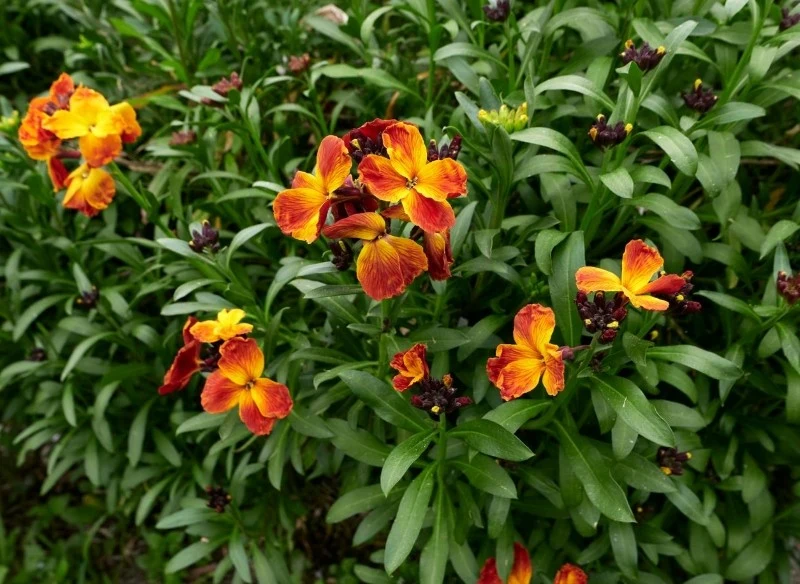 Lak pospolity występuje w wielu odmianach, które różnią się między sobą m