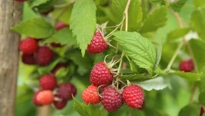 Rozsyp pod malinami wczesną wiosną. Owoców będzie tyle, że nie nadążysz ich zbierać